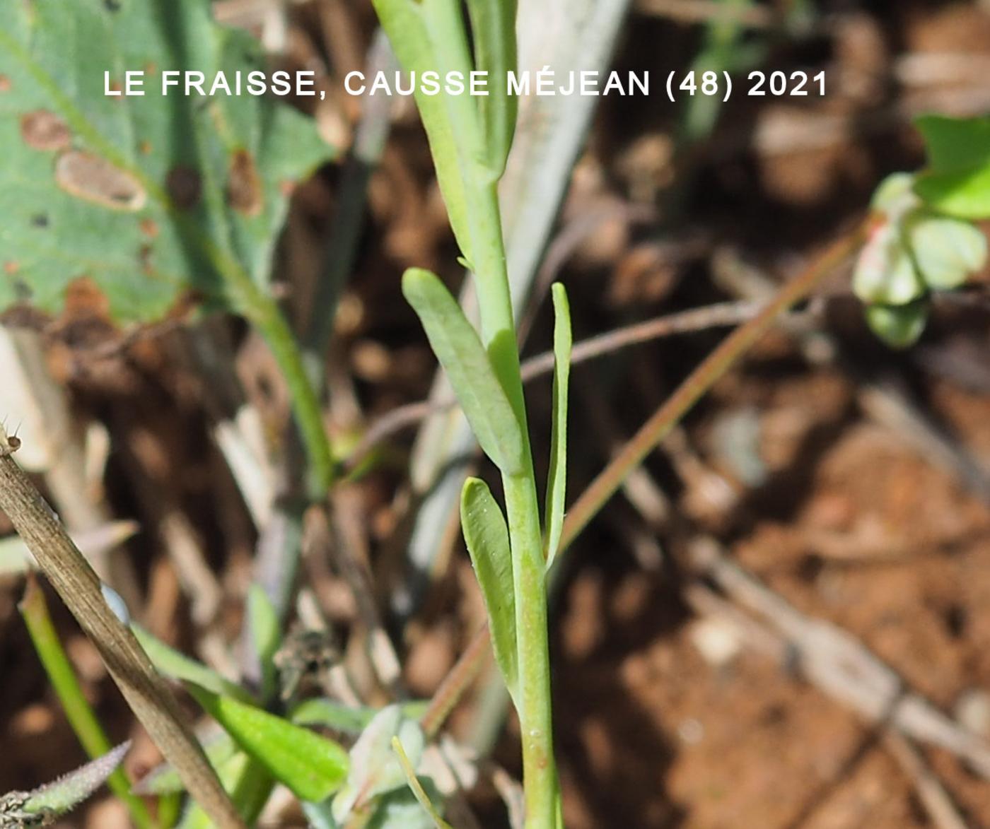 Spurge, Corn leaf